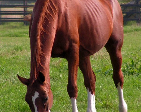broodmare Palma (Hanoverian, 1988, from Parabol)