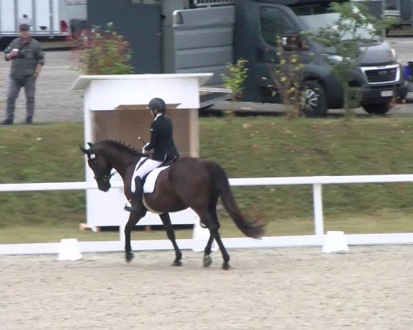 Reitturnier Bülach 2022