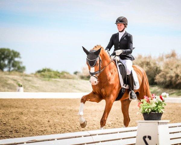 dressage horse Zet Punkt (Hanoverian, 2019, from Zoom)