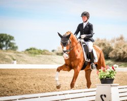dressage horse Zet Punkt (Hanoverian, 2019, from Zoom)