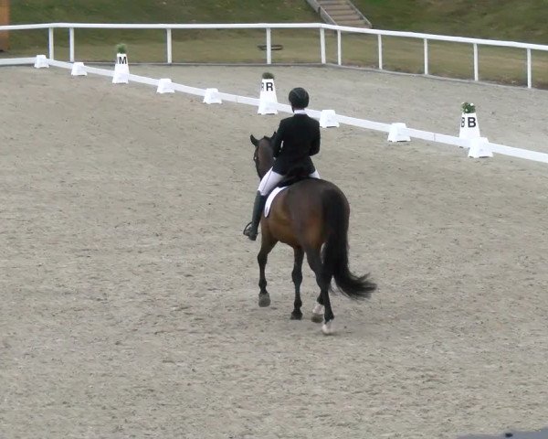 Reitturnier Bülach 2022