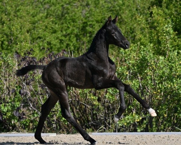 Pferd Famosa (Deutsches Sportpferd, 2022, von Fair Deal)
