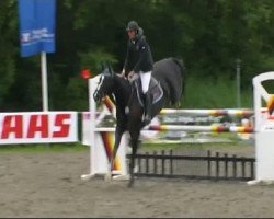 dressage horse Fly with me 2 (Hanoverian, 2002, from Frenchman I)