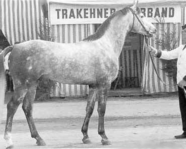 stallion Maharadscha (Trakehner, 1957, from Famulus) stallion Maharadscha (Trakehner, 1957, from Famulus)