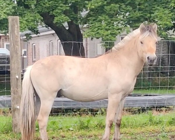 horse Hulbæks Marco (Fjord Horse, 2020, from Fjordens Marcus)