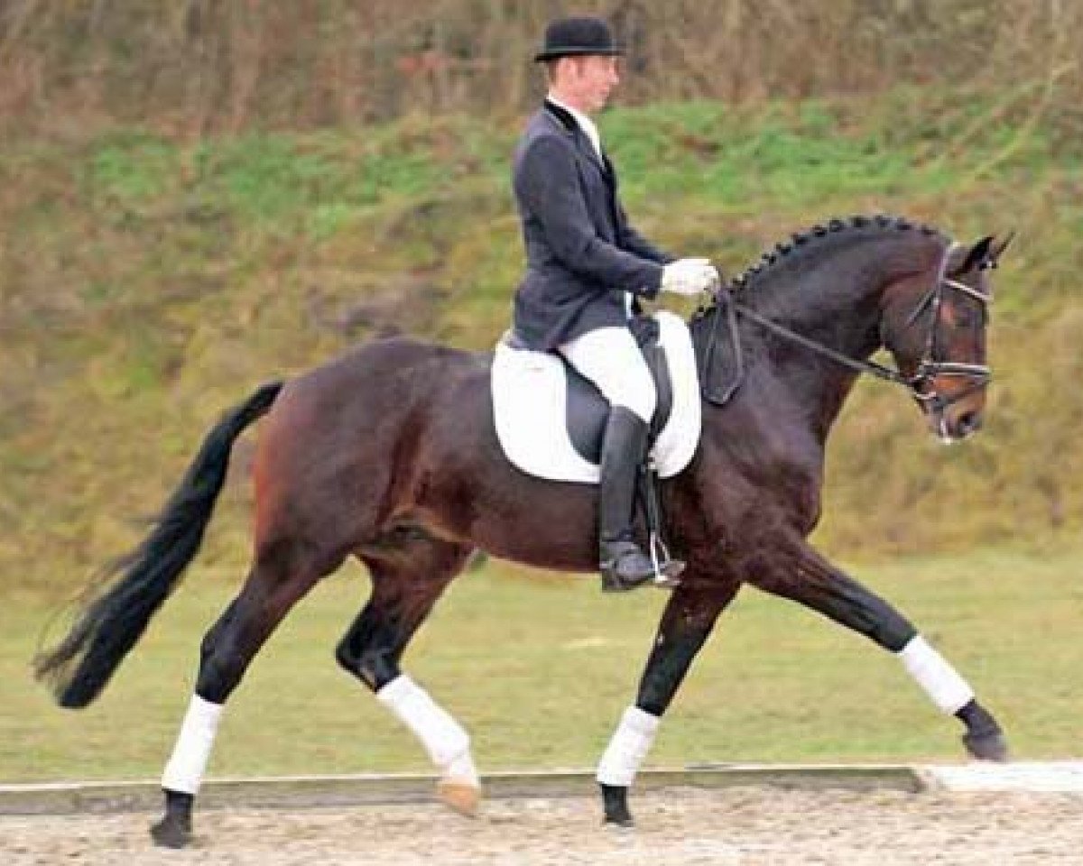 stallion Salut Le Bon (Oldenburg, 2002, from Sandro Hit)