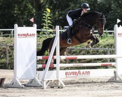 jumper Paulus 47 (German Riding Pony, 2015, from Paul SG)