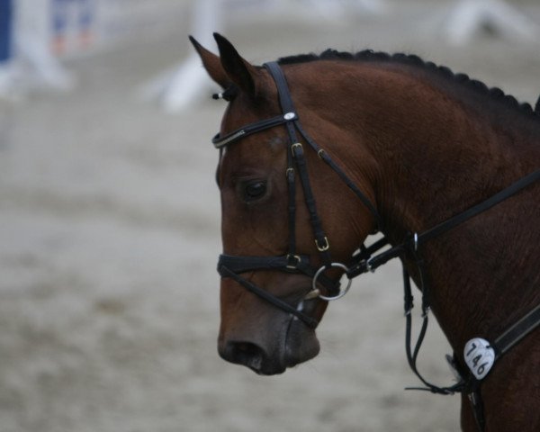 dressage horse Quariat (Holsteiner, 2002, from Querida 35)