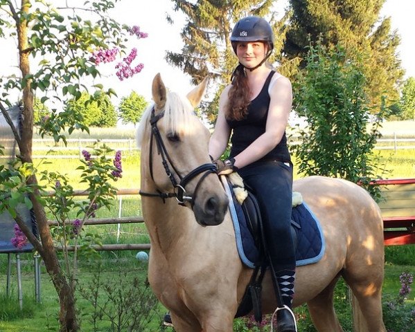 Dressurpferd Golden Doolittle (Deutsches Reitpony, 2009, von Darino-Gold) Dressurpferd Golden Doolittle (Deutsches Reitpony, 2009, von Darino-Gold)