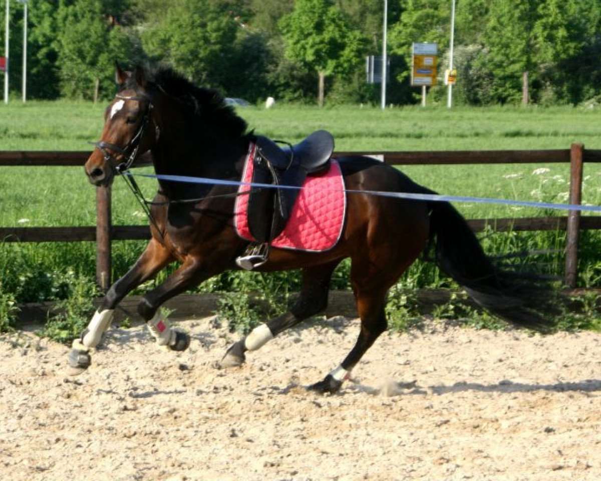 horse Starlight (Westphalian, 2009, from Sandro Hit)