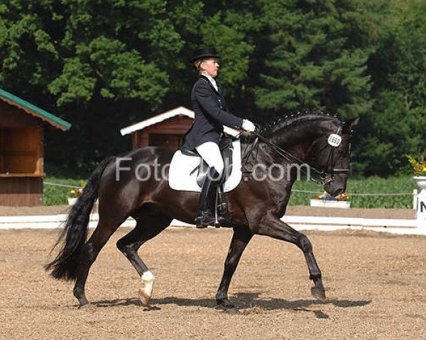stallion What A Dream 3 (Hanoverian, 2002, from Weltmeyer) stallion What A Dream 3 (Hanoverian, 2002, from Weltmeyer)