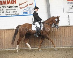dressage horse Welfenfürst 3 (Hanoverian, 2002, from Wendulan)