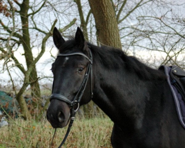 Pferd Sommersby 24 (Oldenburger, 2008, von Swarovski)