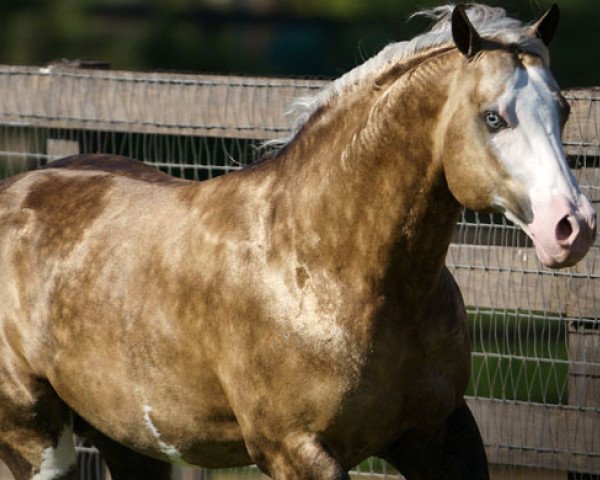 stallion Big Chex To Cash (Quarter Horse, 2002, from Nu Chex To Cash)