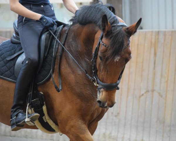 Springpferd Darissa 8 (Holsteiner, 2011, von Loran) Springpferd Darissa 8 (Holsteiner, 2011, von Loran)
