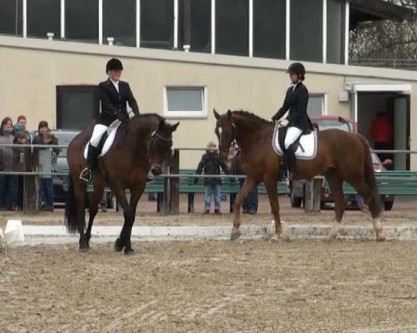 dressage horse Fair Play 140 (Holsteiner, 1996, from Feenspross xx)
