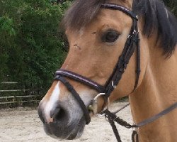 Dressurpferd Del Pierro (Deutsches Reitpony, 2000)
