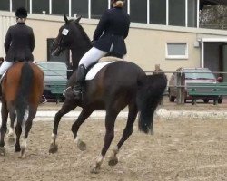 Springpferd Foxi's Freestyle (Westfale, 2000, von Foxiland xx)