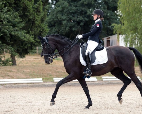dressage horse Walencia (German Warmblood, 2012, from Fürstenball)