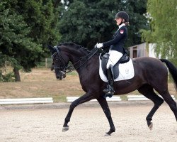 dressage horse Walencia (German Warmblood, 2012, from Fürstenball)