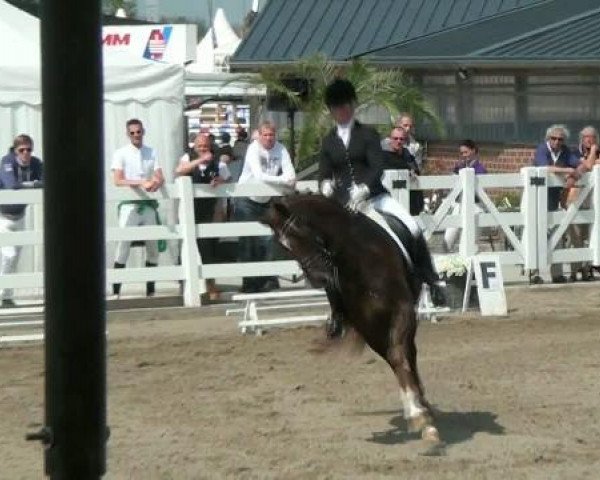 Pferd Baumann's Dana Fee (Westfale, 2006, von Dresemann)