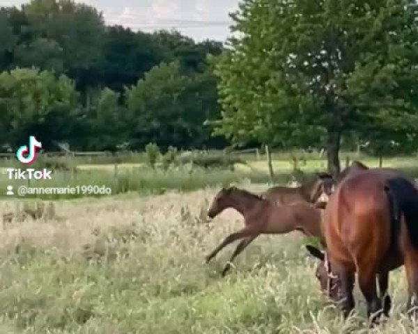 Video von Hengst von Chubakko / Cordobes II