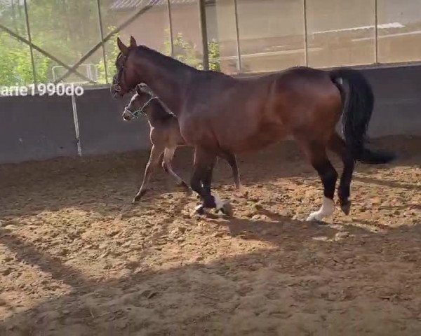 Video von Hengst von Chubakko / Cordobes II
