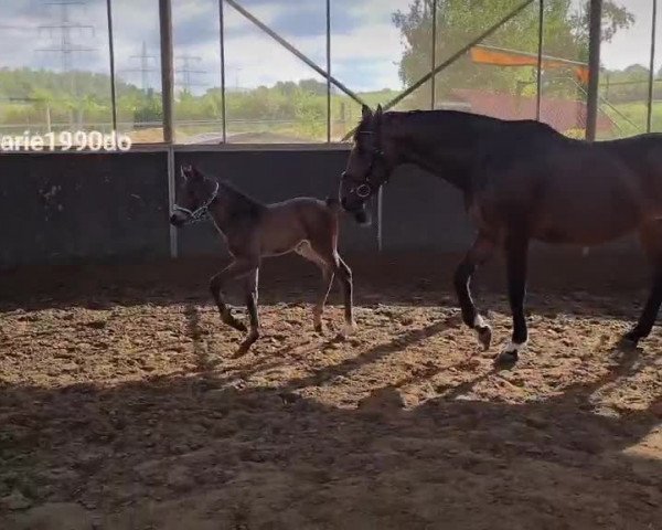 Video von Hengst von Chubakko / Cordobes II