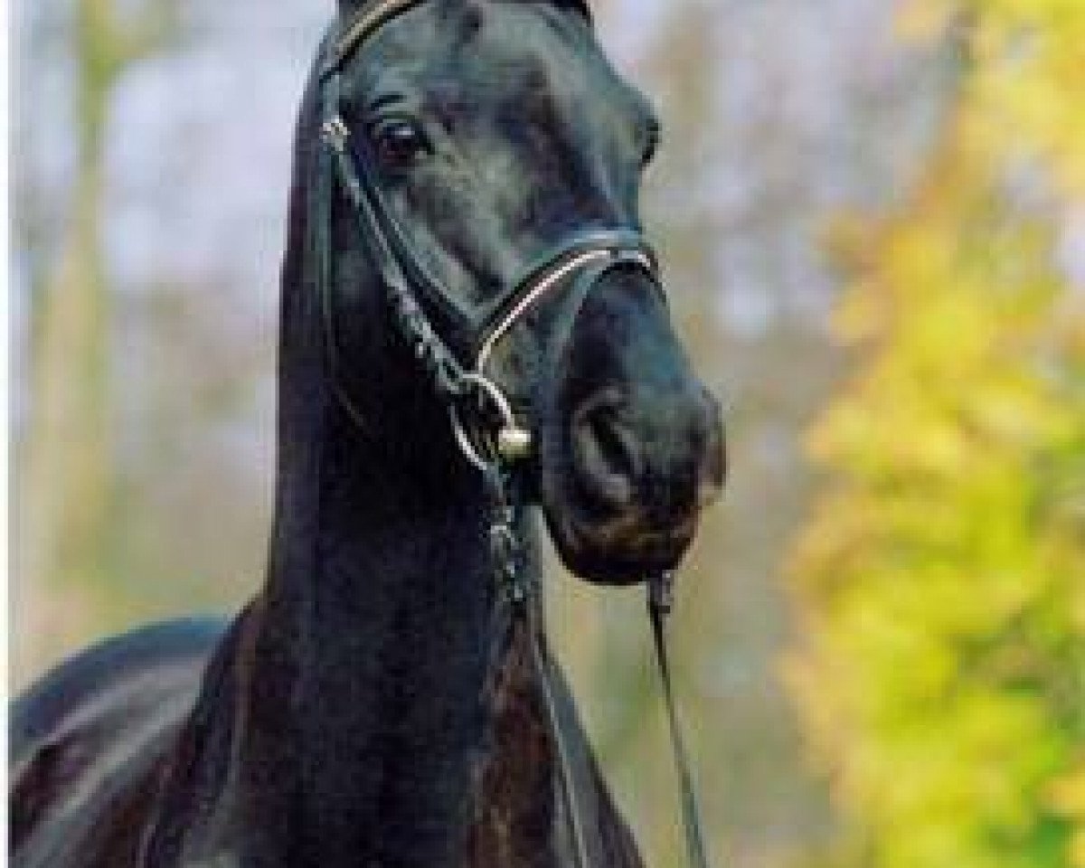 stallion Dino B (German Riding Pony, 1986, from Danny Black)