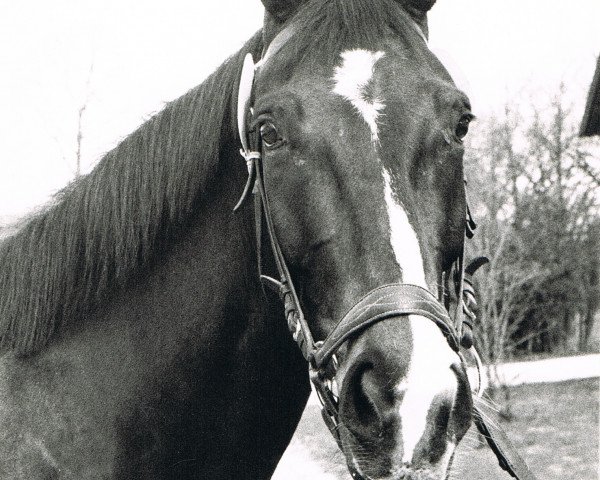 broodmare Edle (Bavarian, 1969, from Mordskerl xx) broodmare Edle (Bavarian, 1969, from Mordskerl xx)
