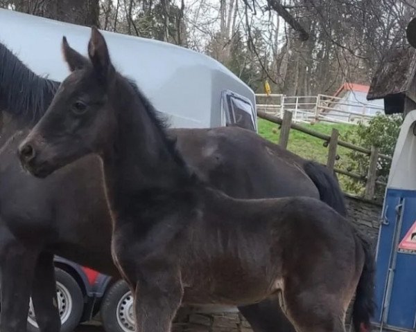 horse Hengst von Hitmos (Poliuschka) (Russian Trakehner, 2022, from Hitmos) horse Hengst von Hitmos (Poliuschka) (Russian Trakehner, 2022, from Hitmos)