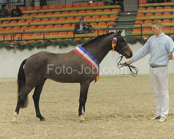 Deckhengst Clooney (Deutsches Reitpony, 2008, von Champion)