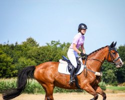 Springpferd Caresino's Carmina (Schweizer Warmblut, 2010, von Eurocommerce Caresino)