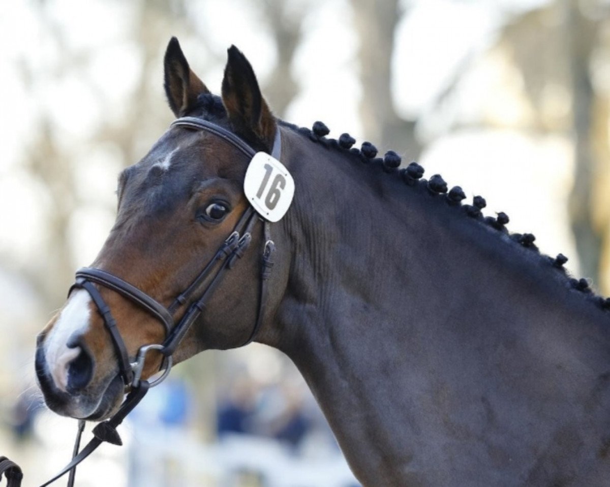 stallion Eurocommerce Caresino (Holsteiner, 2000, from Caretino)