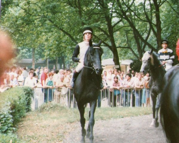 stallion Meerdrache xx (Thoroughbred, 1979, from Tauchsport xx)