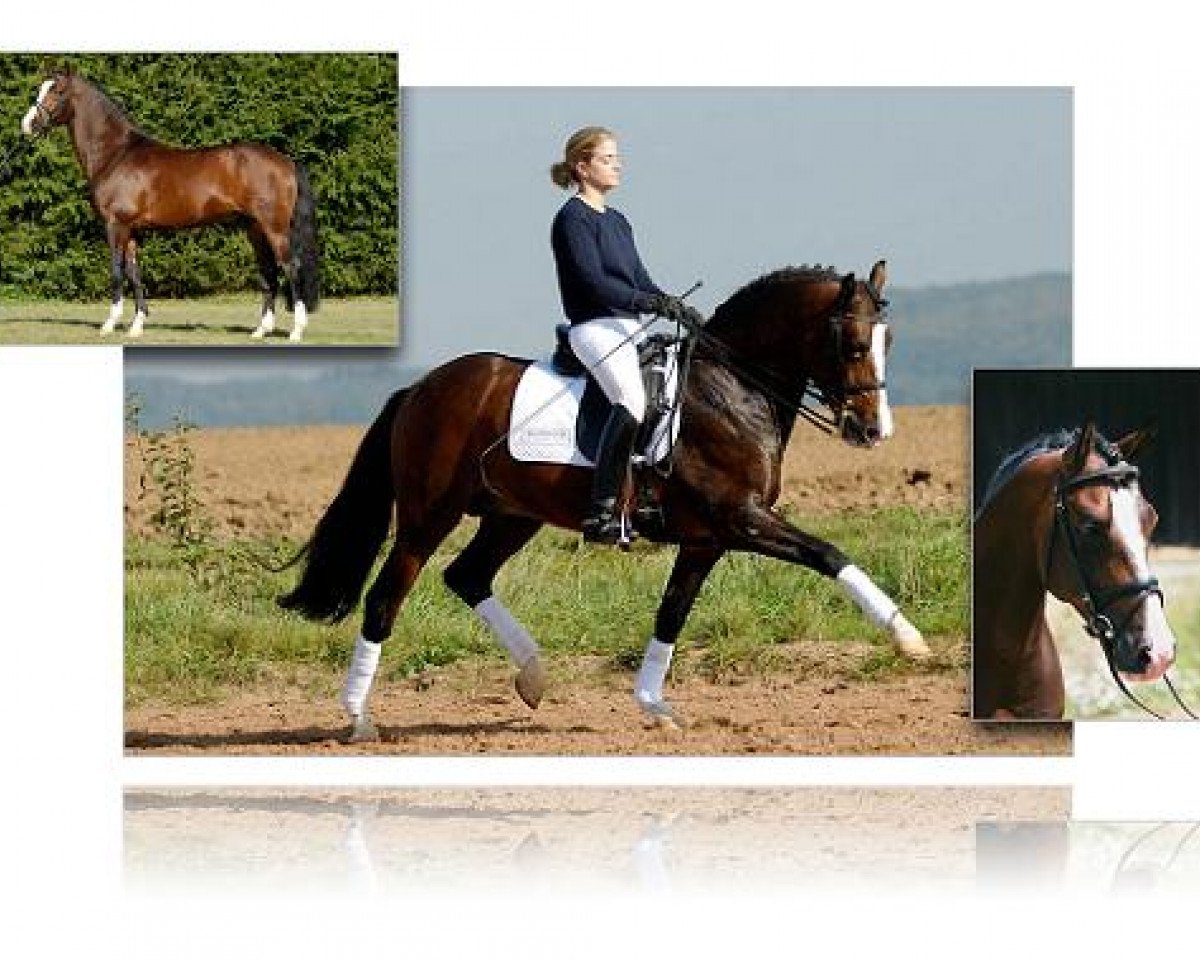 stallion Okay Big Bambu (German Riding Pony, 1997, from Obsession Balu)