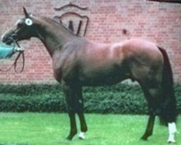 stallion Acordplus (Westphalian, 1995, from Acord II)