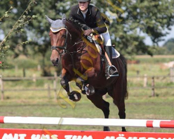 Pferd Lady Figaro (Oldenburger, 1999, von Laurion)