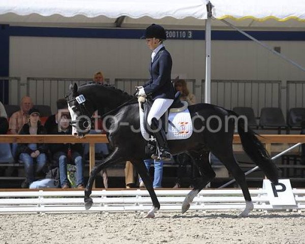 dressage horse Big Light (German Riding Pony, 2007, from Hilkens Black Delight)