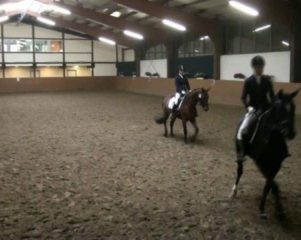 dressage horse Prinzessin Lillifee 8 (Westphalian, 2007, from Praktiker)