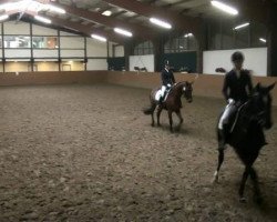 dressage horse Prinzessin Lillifee 8 (Westphalian, 2007, from Praktiker)