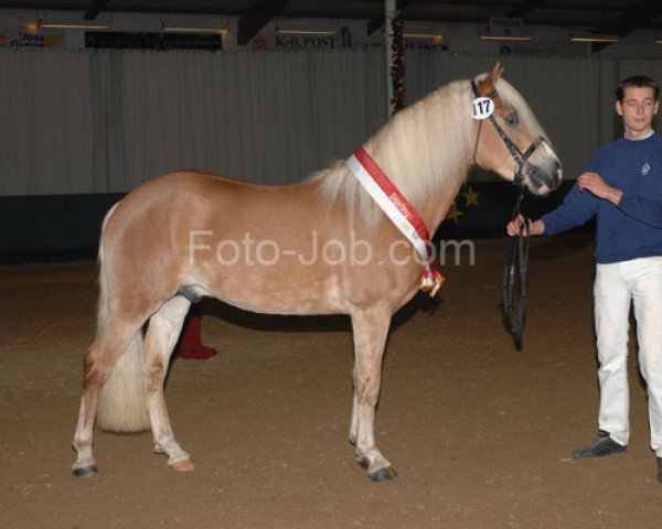 horse Night-Boy B (Haflinger, 2006, from Napoleon (1,57% ox))
