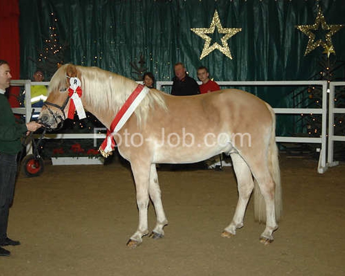 Springpferd Nachtsturm (Haflinger, 2008, von Nachtstern)
