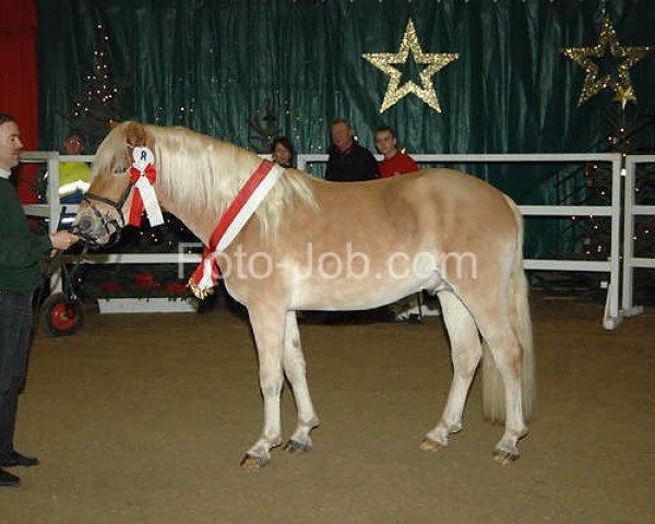 Springpferd Nachtsturm (Haflinger, 2008, von Nachtstern)