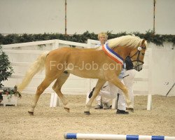 dressage horse Bruno (Hanoverian, 2007, from Barolo)