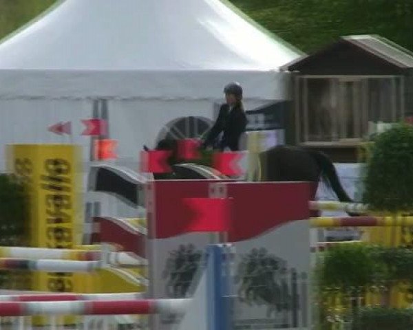 jumper Piet 12 (Westphalian, 1995, from Potsdam)