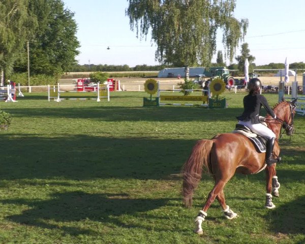 Reitturnier Nussbach 2022