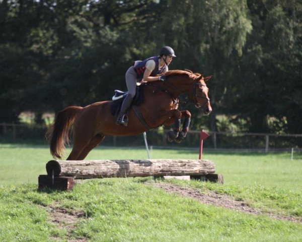 jumper Sinley (Hanoverian, 2006, from Stand Up 2)