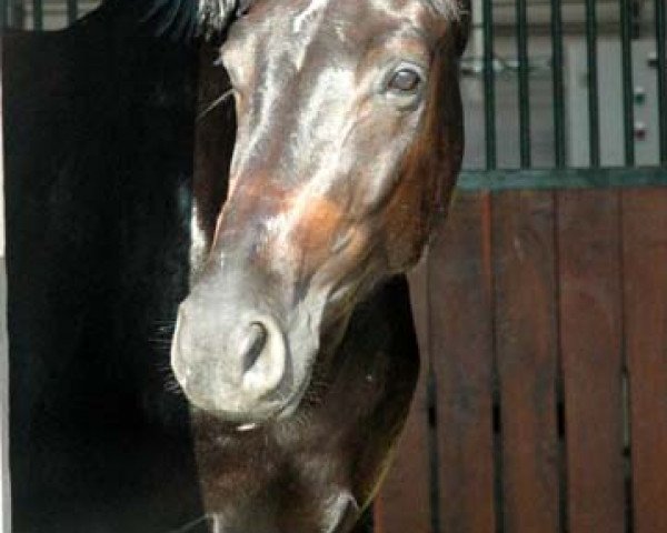 dressage horse Diamond Dream W (Westphalian, 2007, from Dream On)