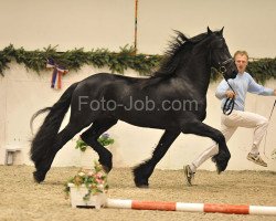 Cavallo da Dressage Tino (Frisone, 2006, di Tjerk)